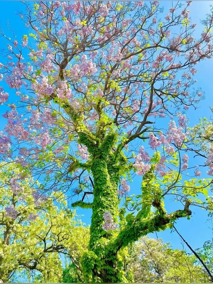 A blossoming tree against a blue sky